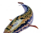 name