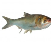 name